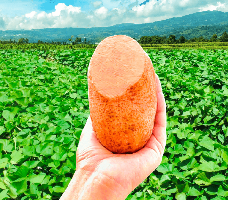 Camote biofortificado ICTA DoradoBC